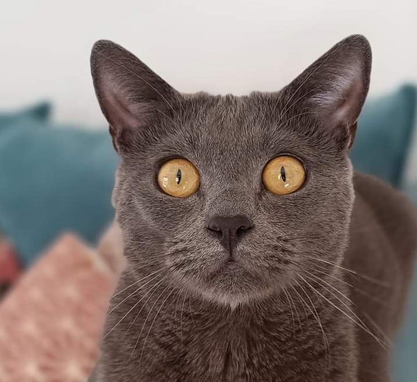 Félix
