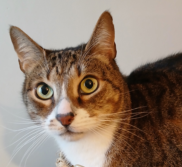 Léo