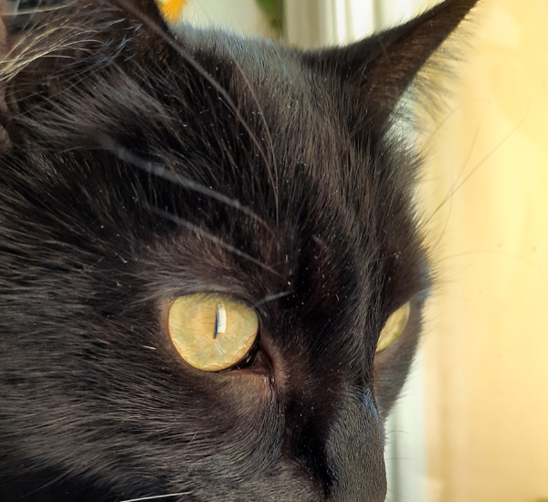 Minet
