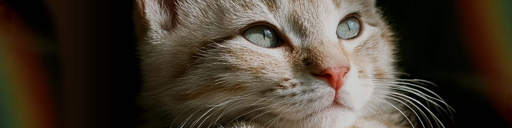 Qui sommes nous? Cinq passionnés par les animaux