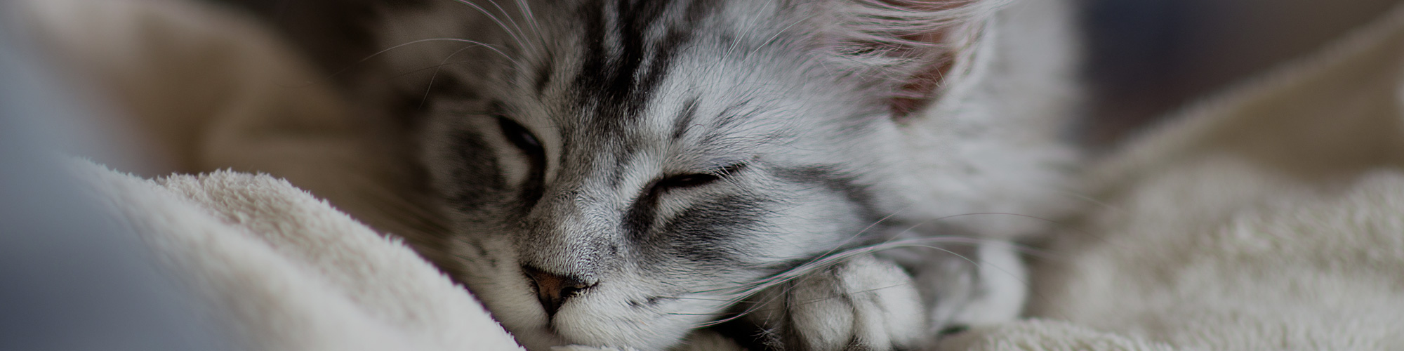 Avec En cas d'absence, garde d'animaux à domicile, partez l'esprit tranquille